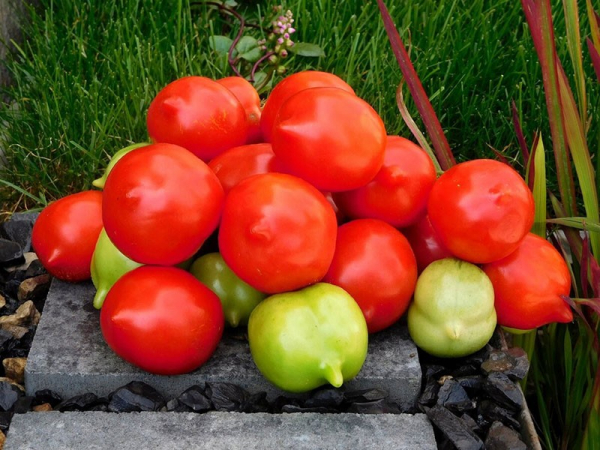 Выращиваем на грядке томат Юбилейный Тарасенко и наслаждаемся его вкусом